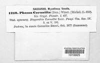 Phomopsis coronillae image